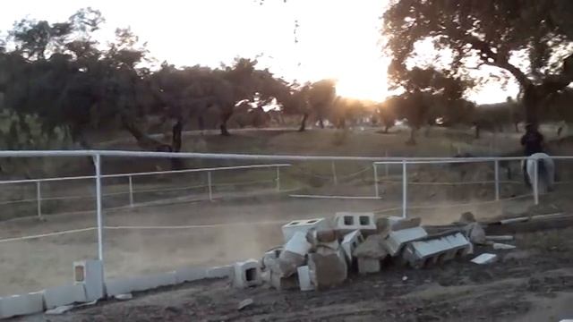 Андалузский жеребец, 9 лет, для продажи смотреть онлайн