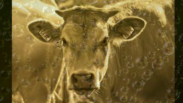 Корова и свинья смотреть онлайн