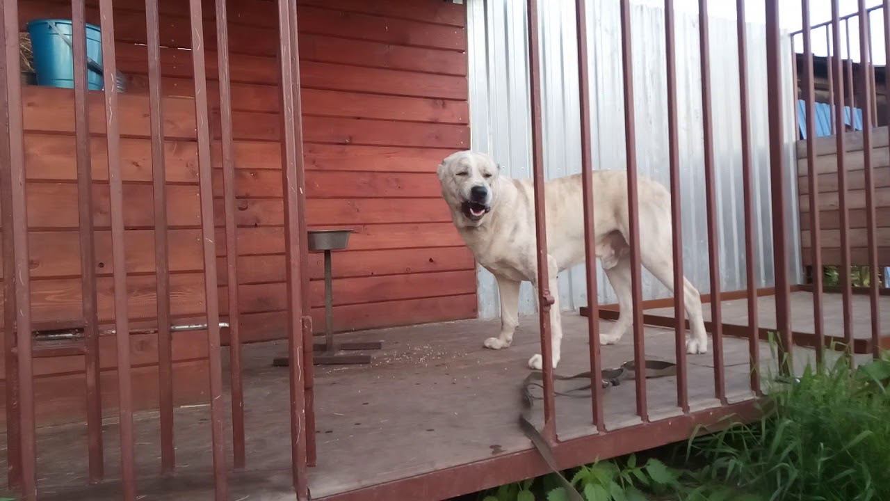 Ужин Алабая. смотреть онлайн