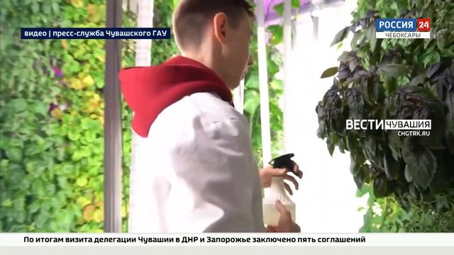 Студент из Чувашии вырастил перец самого острого сорта в мире смотреть онлайн