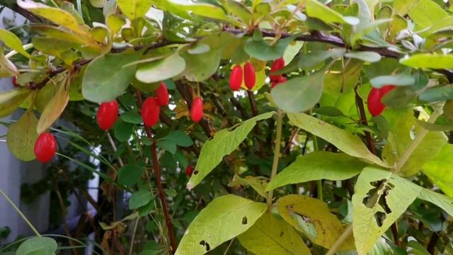 Барбарис Тумберга Грин карпет (описание сорта) смотреть онлайн