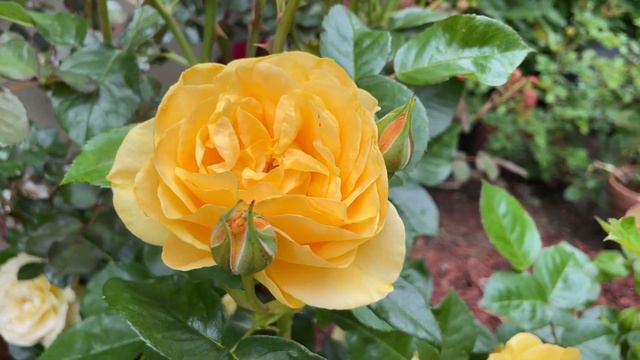 Julia Child Rose Yellow Rose Weeks Rose Yellow Rose #rose #roselove смотреть онлайн