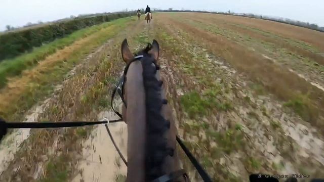 Horse Hunting in Ballough. Dublin Meath Farmer's Drag Hunt 11.01.2020 смотреть онлайн