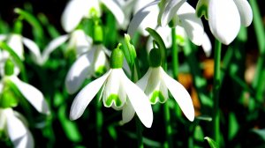 Экхарт Толле - 12. Иллюзорность времени, озвучивает Nikosho.mp4