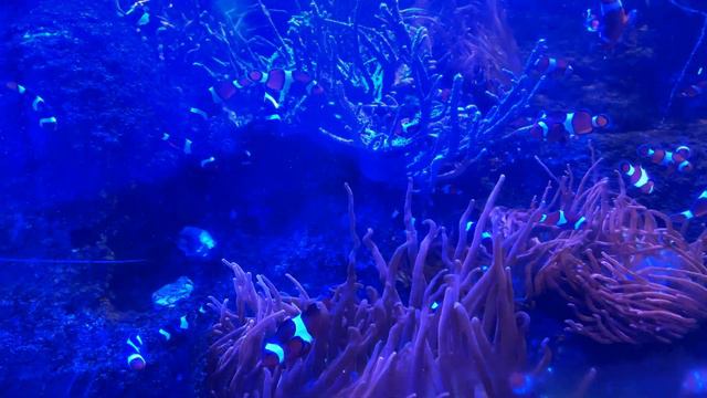 Национальный центр морской жизни National SEA LIFE Centre Birmingham 28 смотреть онлайн