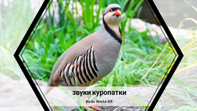 звуки куропатки смотреть онлайн