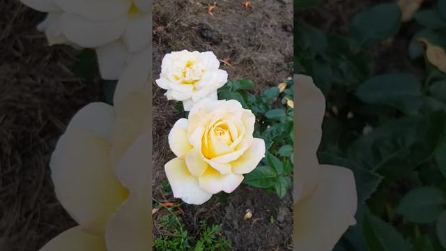 Глория Дэй (Gloria Dei) очень #красивые #розы крупные #цветы #красотка особенно в #лето смотреть онлайн