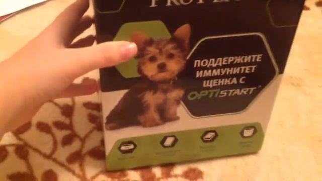 Покупки с Международной выставки собак! смотреть онлайн