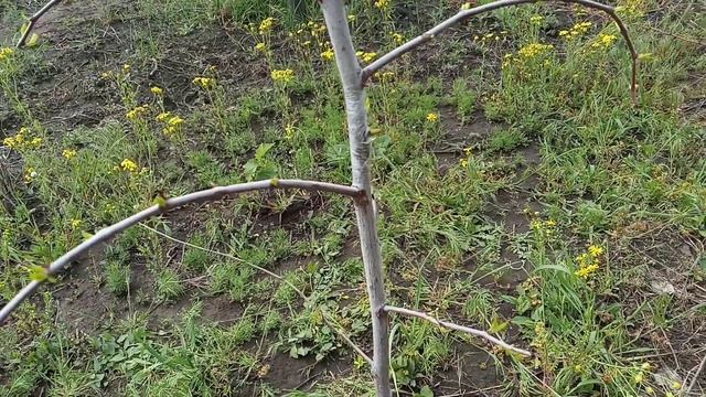 Эксперименты с зизифусом смотреть онлайн