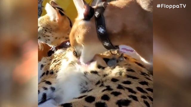 Floppa Adolf & Sogga Myxa : Caracal & Serval смотреть онлайн