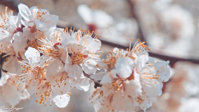 Music heals the heart and blood vessels🌿 Calming music restores the nervous system, relaxing #9 смотреть онлайн