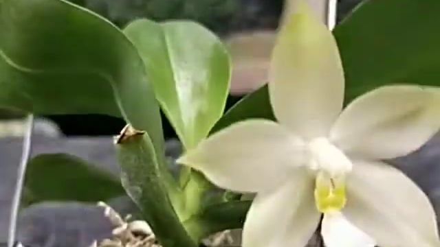 Phalaenopsis violacea var Alba смотреть онлайн