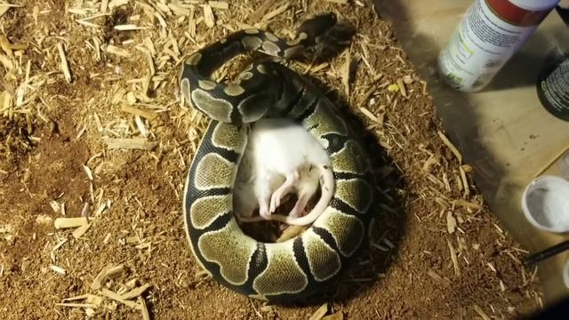 (WARNING LIVE FEEDING) Ball Python Kills And Eats A Rat смотреть онлайн