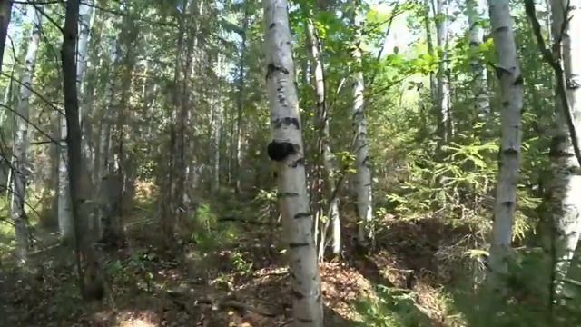 #МЕТАЛОКОП НЕ ТРОНУТОЕ МЕСТО РАСКРЫЛИ!!! смотреть онлайн