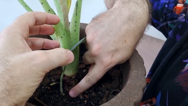Alocasia nebula 'Imperialis' - Alocasia Imperial - 3 de 1000 PLANTAS - como cultivar смотреть онлайн