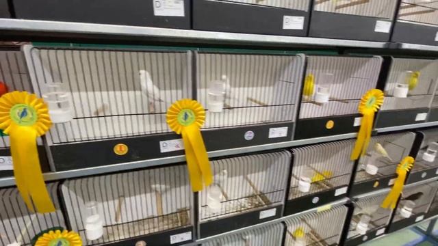 Выставка, ярмарка декоративных птиц, попугаев в Бельгии 3/12/2022 смотреть онлайн