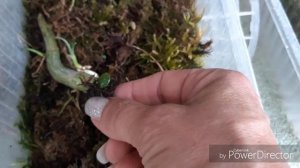 Орхидеи размножение из кейков ?. Катасетум. Обзор моих морковок.