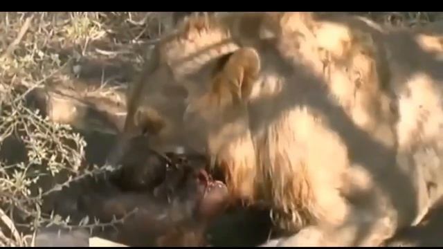 Охота льва смотреть онлайн