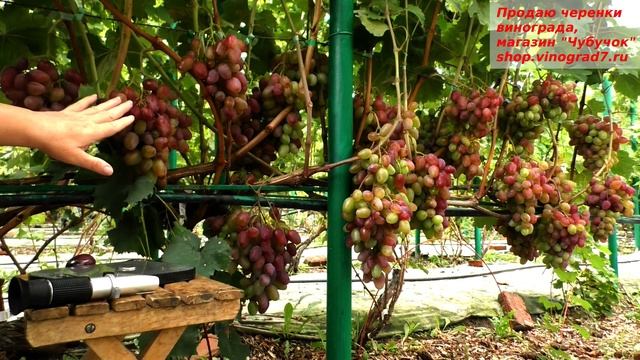 Виноград КЛАУДИО КАРДИНАЛЕ - ранний, очень крупный и разноцветный. Сладкий https://shop.vinograd7.r смотреть онлайн