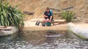 Детям про пингвинов