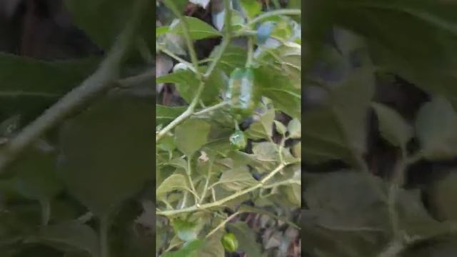 Хабанеро Оранж, острый перец Habanero Orange, 6 месяцев от посева