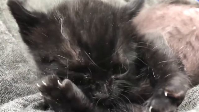 Можно ли котам и кошкам кошачью мяту? | Как кошачья мята действует на котов | Интересные факты смотреть онлайн