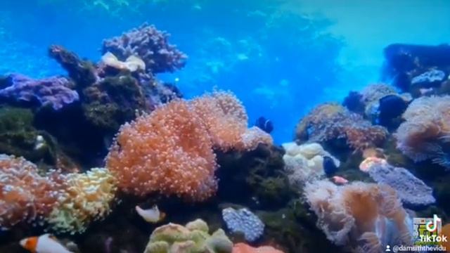 alge смотреть онлайн