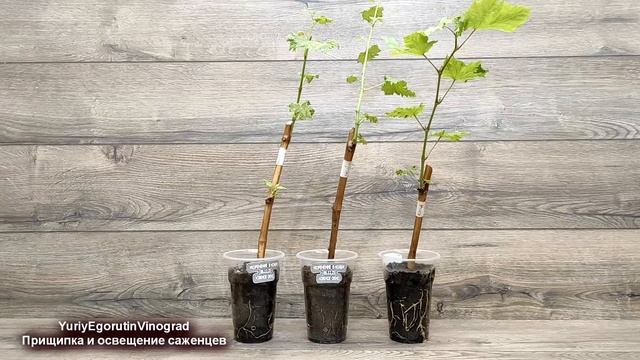 ? Не растут САЖЕНЦЫ ВИНОГРАДА. Не МУДРИТЕ с ЭТОЙ ПРИЩИПКОЙ! Самое ГЛАВНОЕ для РОСТА САЖЕНЦЕВ. смотреть онлайн