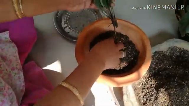 83.Gerbera Daisy Repot|| SUNDAY UPDATE!!