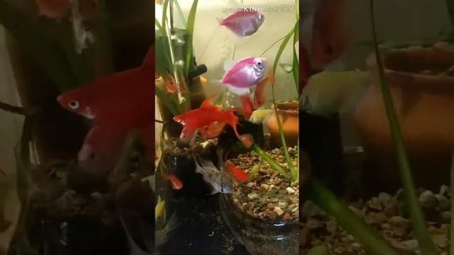 Аквариумные рыбки. начало пути. смотреть онлайн