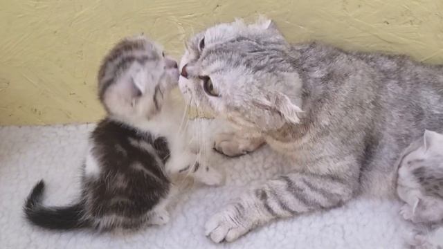 Мама кошка вылизывает и целует своего котенка Умывает и ухаживает за котятами и котенок целует маму смотреть онлайн