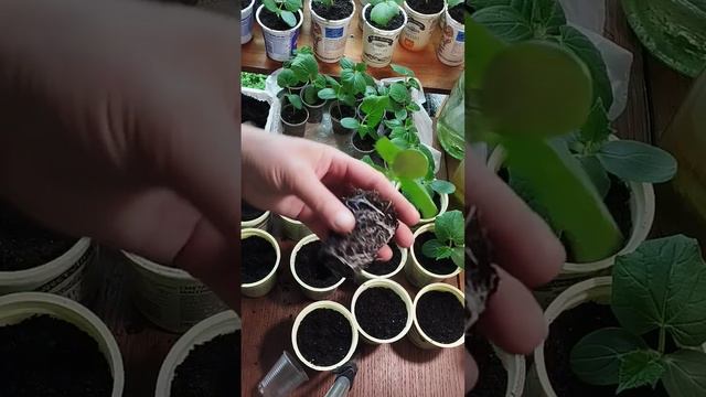 Как легко пересадить рассаду огурца  в стакан большего объема.