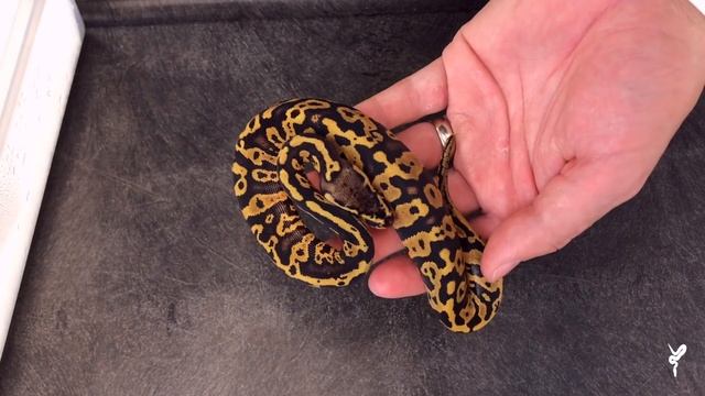 I'm blown away by this Confusion clutch! + My Favorite Clown of the season. смотреть онлайн