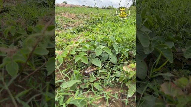 Snake Tv - Find Some Food Meet Big Python Snake смотреть онлайн