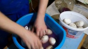 Обработка Гусиного яйца марганцовкой перед закладкой в инкубатор.