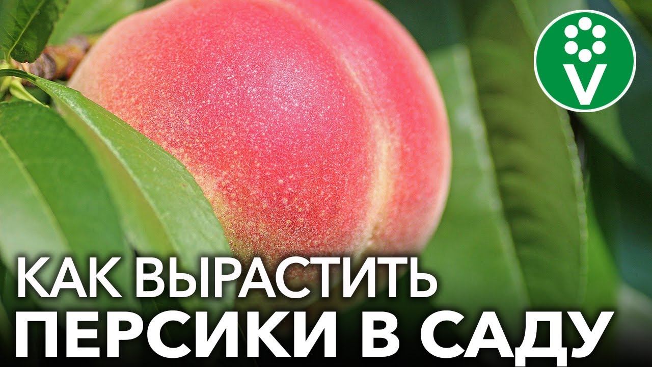 Собираю ПЕРСИКИ ВЕДРАМИ! Мои секреты выращивания персиков и нектаринов смотреть онлайн