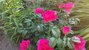 Роза Kate (Кейт) селекции David C H Austin