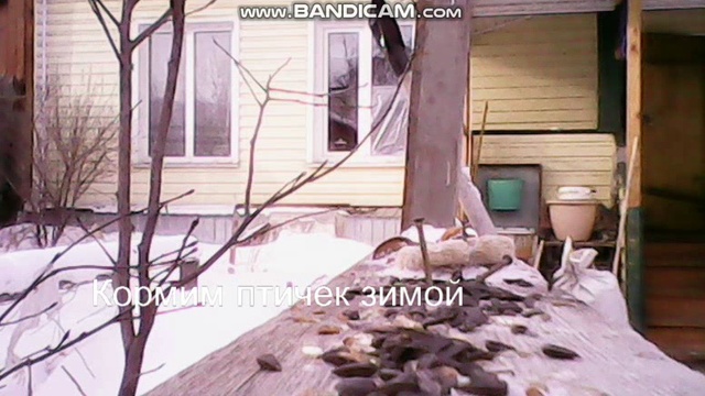 кормим синиче и воробьев зимой смотреть онлайн