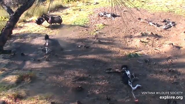 San Simeon Condors?#711 Big Gulp Displays To #725?Explore.org 2020-12-29 смотреть онлайн