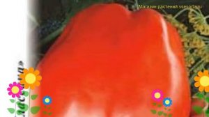 Томат Де Барао Гигант. Краткий обзор, описание характеристик, где купить семена solánum lycopérsicu