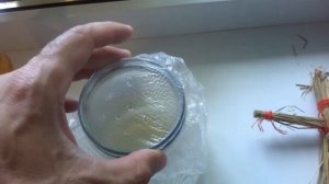 Как избавиться от мошек в квартире