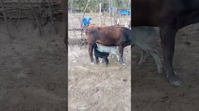 Tajikistan точикистон ш вахдат дехаи тудаи наск