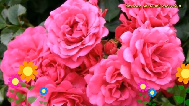 Роза почвопокровная Роди. Краткий обзор, описание характеристик, где купить саженцы Rody