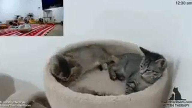 СМЕШНОЕ И ИНТЕРЕСНОЕ ВИДЕО В МИРЕ !9 смотреть онлайн