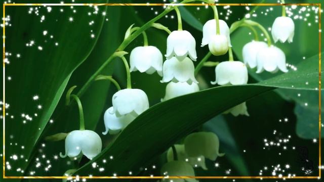 Ландыши  Ландыши светлого мая привет