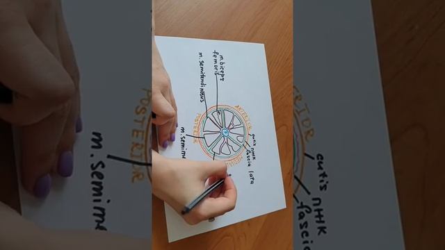 БЕДРО: ПОПЕРЕЧНЫЙ СРЕЗ СРЕДНЕЙ ТРЕТИ.