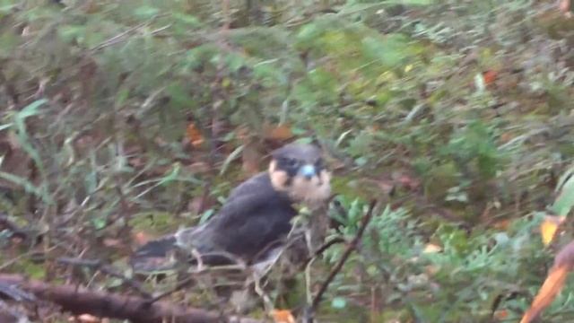 Птенец сокола. Baby bird of a falcon. смотреть онлайн
