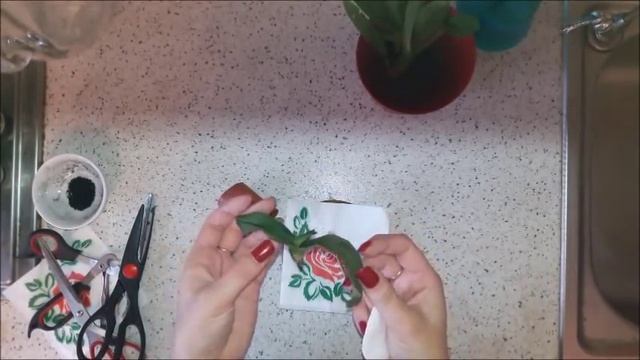 Часть 5. Реанимация. Орхидея Фаленопсис. Мини без корней с вялыми листьями смотреть онлайн