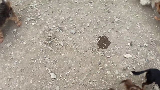 Рассказываю про ПОЛОВОЕ ВОСПИТАНИЕ КОБЕЛЯ пока стая мелких гуляет во дворе. ВЯЗКА СОБАК. смотреть онлайн