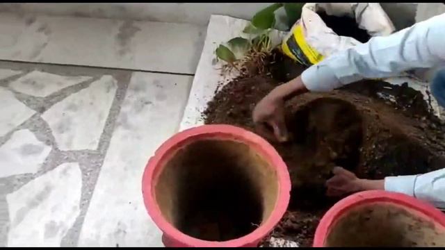 How to repot anthurium plant | anthurium plant repotting | anthurium soil mix | смотреть онлайн
